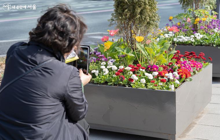 "너무 예쁘다!" 덕수궁 대한문(大漢門) 앞 길가에 식재된 봄꽃을 한 시민이 카메라로 촬영하고 있다. 