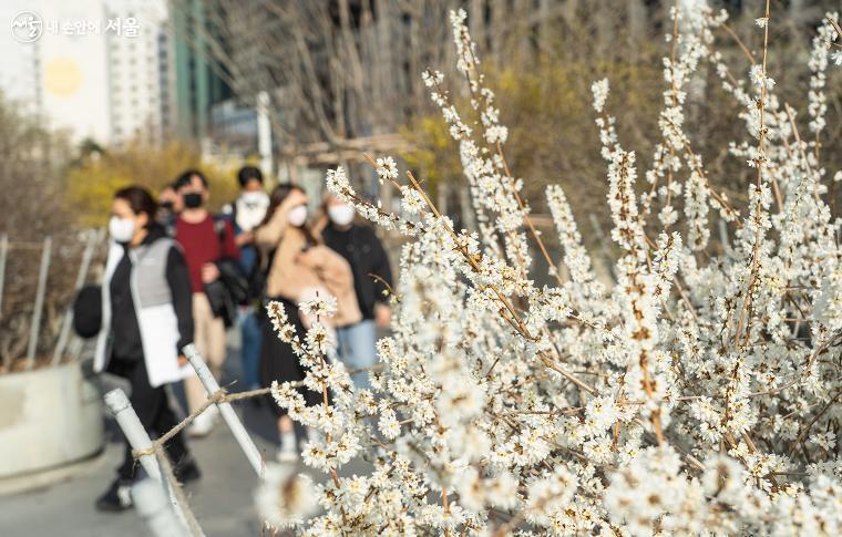 하얀 꽃이 가득 핀 미선나무 옆으로 시민들이 산책을 즐긴다.