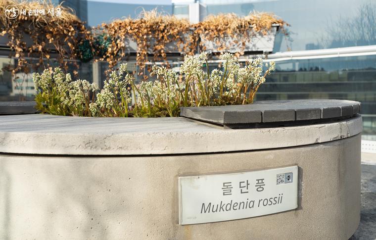 '서울로7017' 원형화단에 각기 다른 식물들이 심겨 있으며, QR 코드와 함께 식물의 이름이 붙어 있다. 하얀 꽃봉오리가 올라온 '돌단풍' 