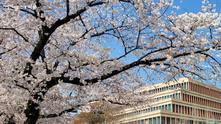 국회 건물과 어울린 윤중로 벚꽃길은 한 폭의 그림 그 자체이다.