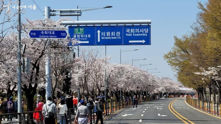 벚꽃이 활짝 핀 윤중로(여의서로)의 벚꽃길을 찾은 시민들 모습