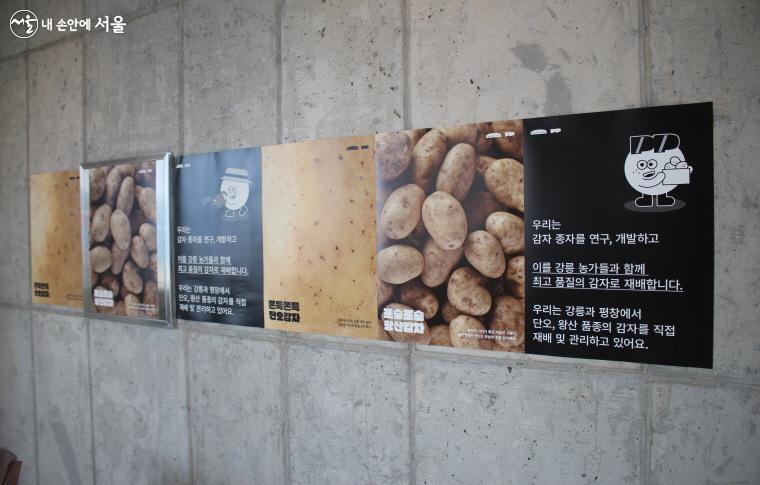넥스트로컬로 강릉에 다시 돌아온 권태연 대표. 그는 못난이 감자로 감자칩을 만들었다.