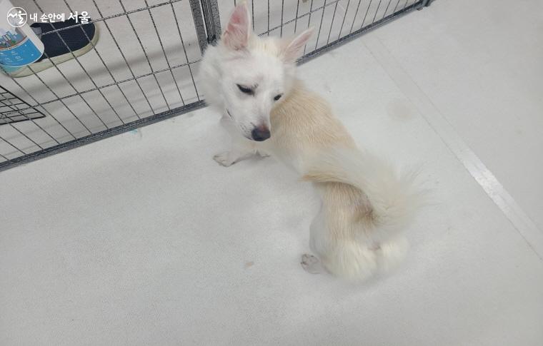 하얀 털이 매력적인 귀여운 강아지 ⓒ조수연