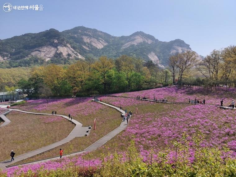 철쭉동산에는 데크길이 조성되어 있어 철쭉 꽃길을 걷는 시민들에게 편안함을 제공한다.ⓒ김명옥