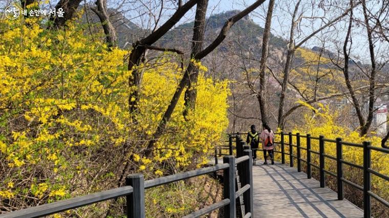 서울봄꽃길 166선 중 하나인 안산자락길에도 봄이 왔다