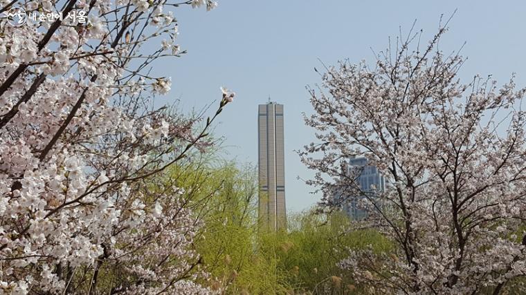 여의도 벚꽃길에서 바라본  63빌딩 모습