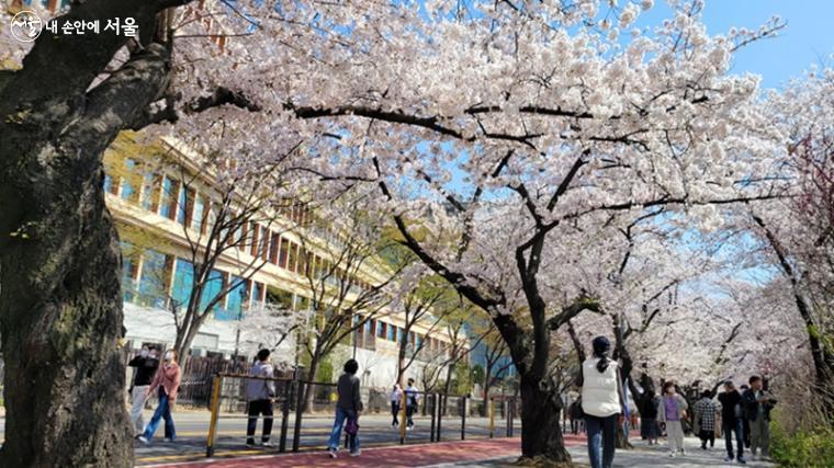 3년 만에 개방한 윤중로 벚꽃길을 찾은 시민들 모습