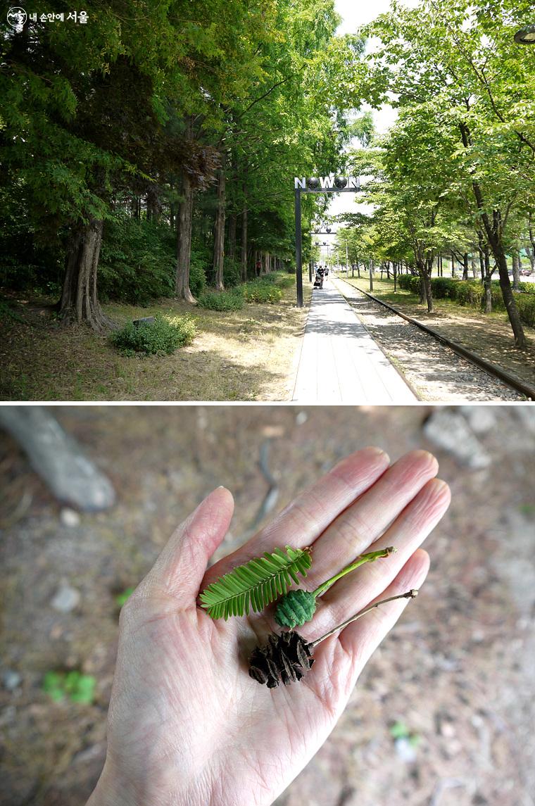 경춘선 숲길을 따라 메타세쿼이아 나무가 줄지어 서 있다. 살아 있는 화석식물이라고 불리는 메타세쿼이아 나무의 열매를 발견할 수 있었다. ⓒ최윤영