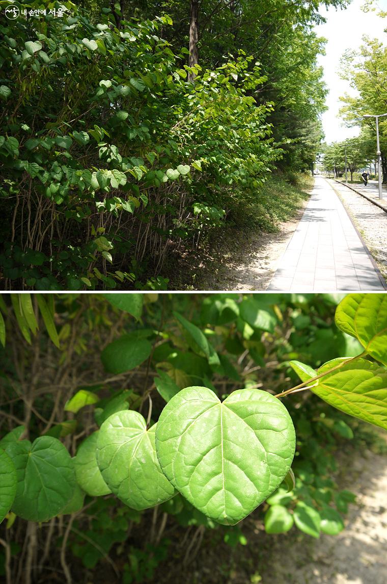 경춘선 숲길을 따라 자라고 있는 박태기나무는 봄에 자주빛 꽃이 피며 잎은 예쁜 하트 모양이다. ⓒ최윤영