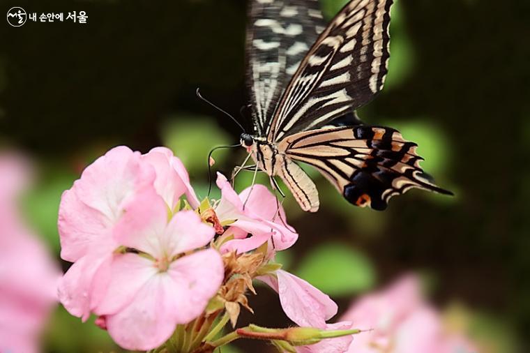색색의 다양한 종류의 나비들이 아이들을 향해 손짓하고 있다. ⓒ정향선