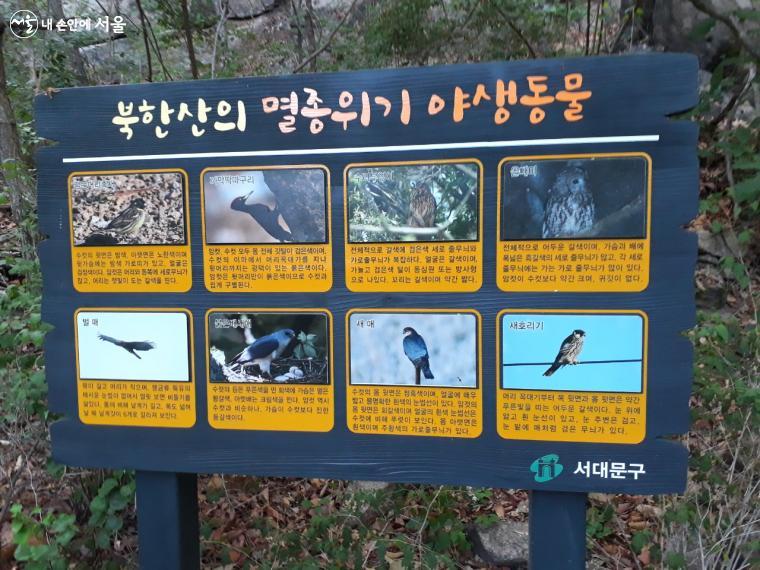 북한산자락길에서는 멸종위기 야생동물의 모습도 살펴볼 수 있다.