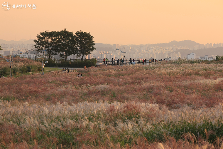 오는 10월 15일부터 21일까지 ‘서울억새축제’가 3년 만에 개최된다.