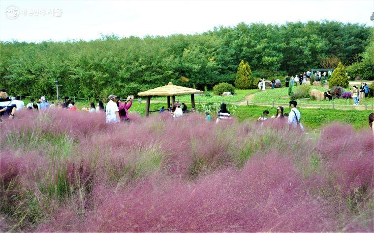 코스모스 정원과 함께 포토존으로 인기 만점인 핑크뮬리(분홍쥐꼬리새) 정원 