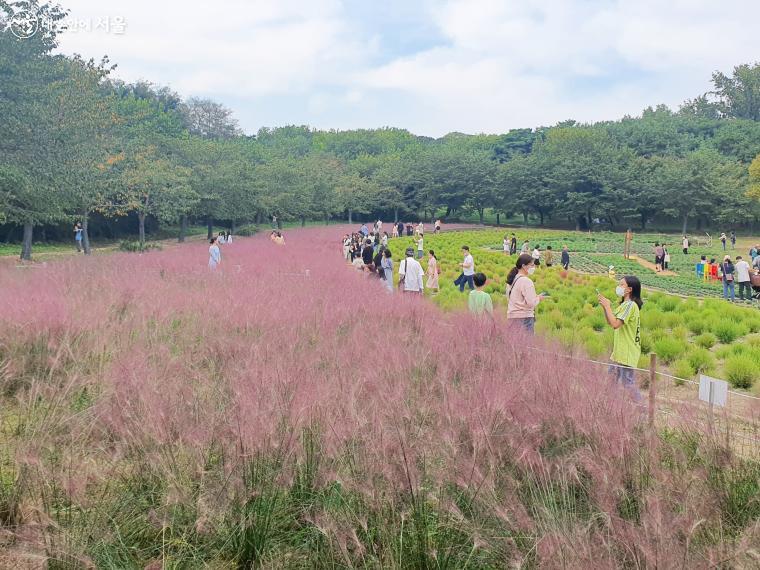 핑크뮬리가 아름답게 핀 올림픽공원 야생화단지 ⓒ방금숙