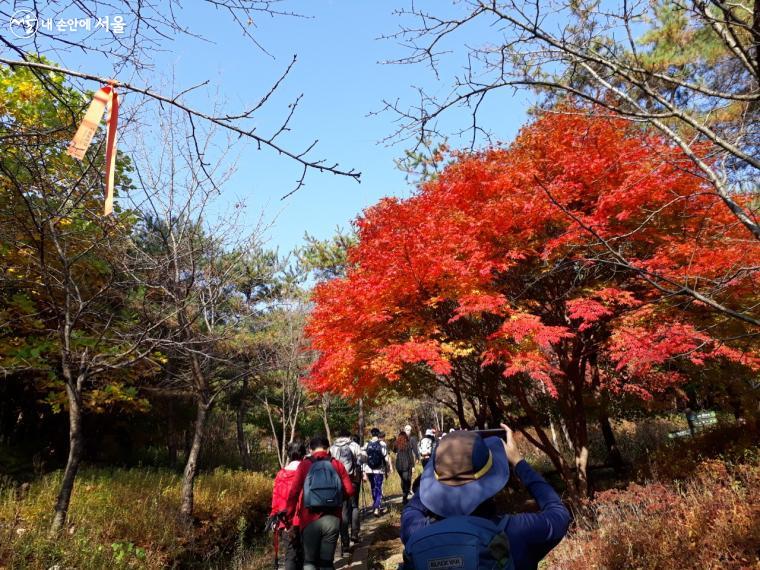 서울둘레길 7코스 봉산·앵봉산 코스 구간을 걸으며 가을 단풍을 담고 있는 탐방객 ©엄윤주