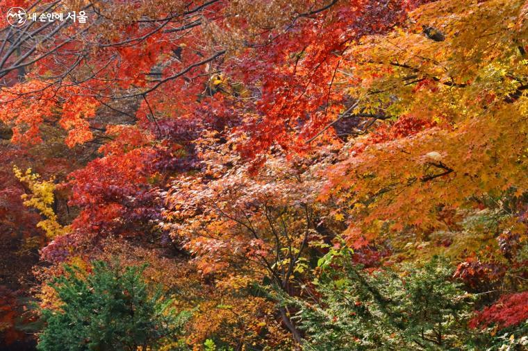 떠나보내기 싫은 마지막 가을 단풍이 화려하다. ⓒ정향선