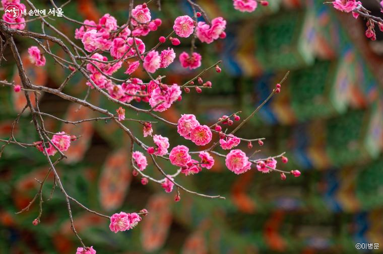 봉은사에 핀 홍매화가 봄을 알린다. 분홍 봄 향기에 거나하게 취한다.