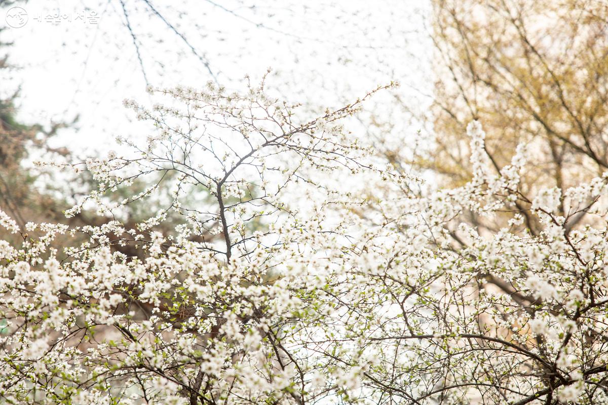 때 이른 개화로 구로거리공원 일대도 벚꽃이 수줍게 꽃망울을 틔우고 있다. ⓒ임중빈
