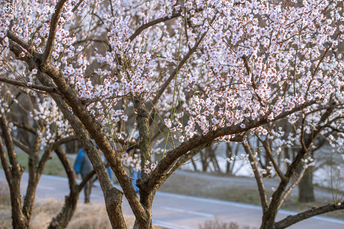 청계천의 매화꽃은 서울의 봄을 알리는 전령사이다. ©문청야