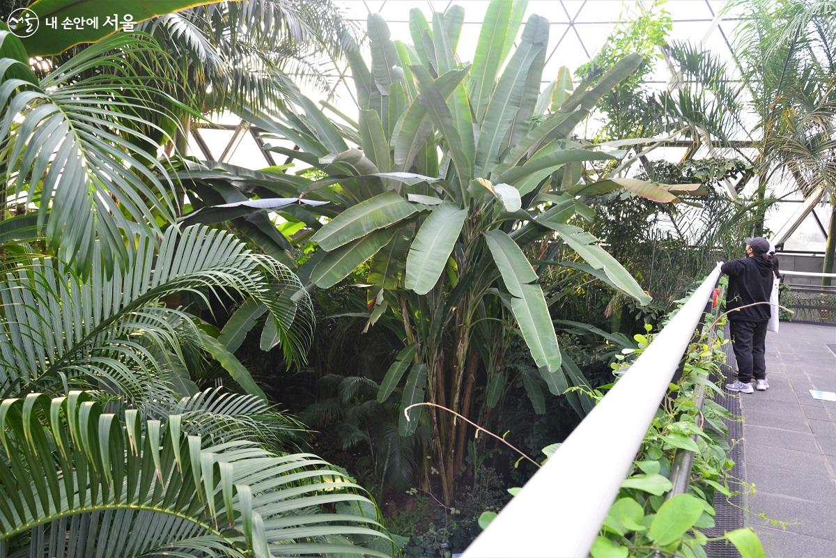 온실 1층에서 투어를 마친 관람자들은 열대관 상공 8m 높이의 스카이워크로 올랐다. 1층에서 보았던 커다란 열대식물의 잎과 열매를 바로 코 앞에서 가까이 관찰하고 있다. ⓒ이봉덕