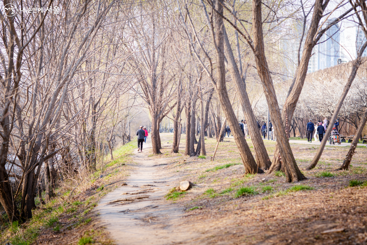 매화나무 아래에서 산책하는 시민들과 수변 산책로를 걷는 시민들 ©문청야