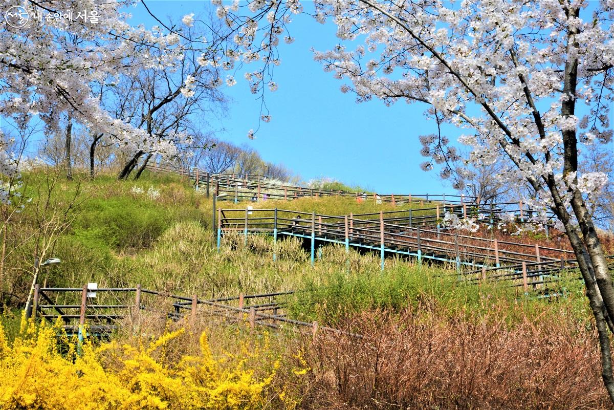 하늘공원으로 오르는 동측하늘계단길. 화사한 벚꽃과 노란 개나리로 둘러싸여 있다. ©이봉덕