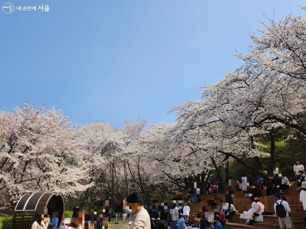 잔디마당에서 많은 사람들이 벚꽃을 구경하고 즐거운 시간을 보내고 있다. ©김정원