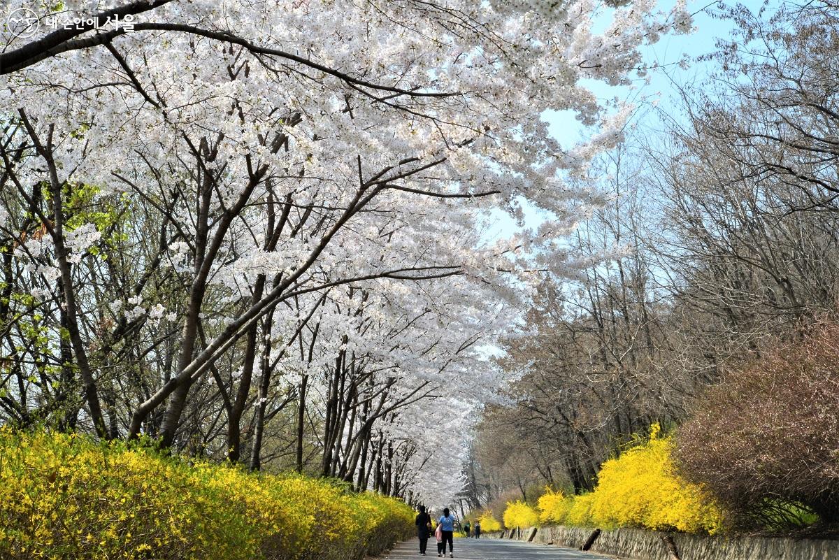 살랑살랑 부는 봄바람을 맞으며 화사한 봄꽃길을 걷는 시민들 ©이봉덕