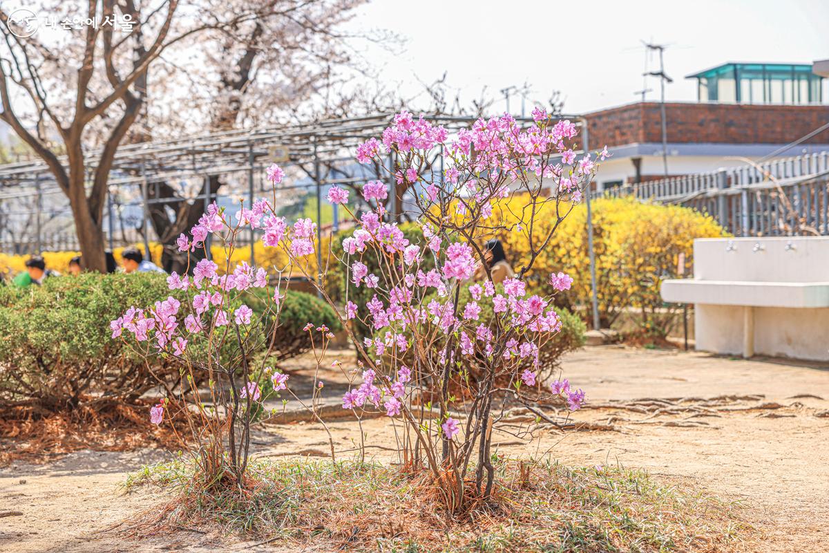 벚꽃 외에도 알록달록한 다양한 봄꽃들을 즐길 수 있다. ©박우영