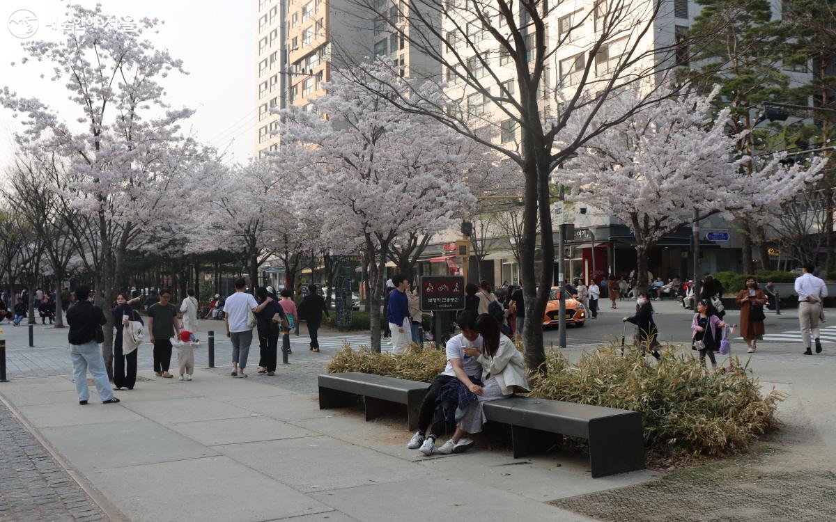 많은 시민들이 경의선 광장을 찾아 벚꽃을 감상하고 있다. ⓒ심재혁