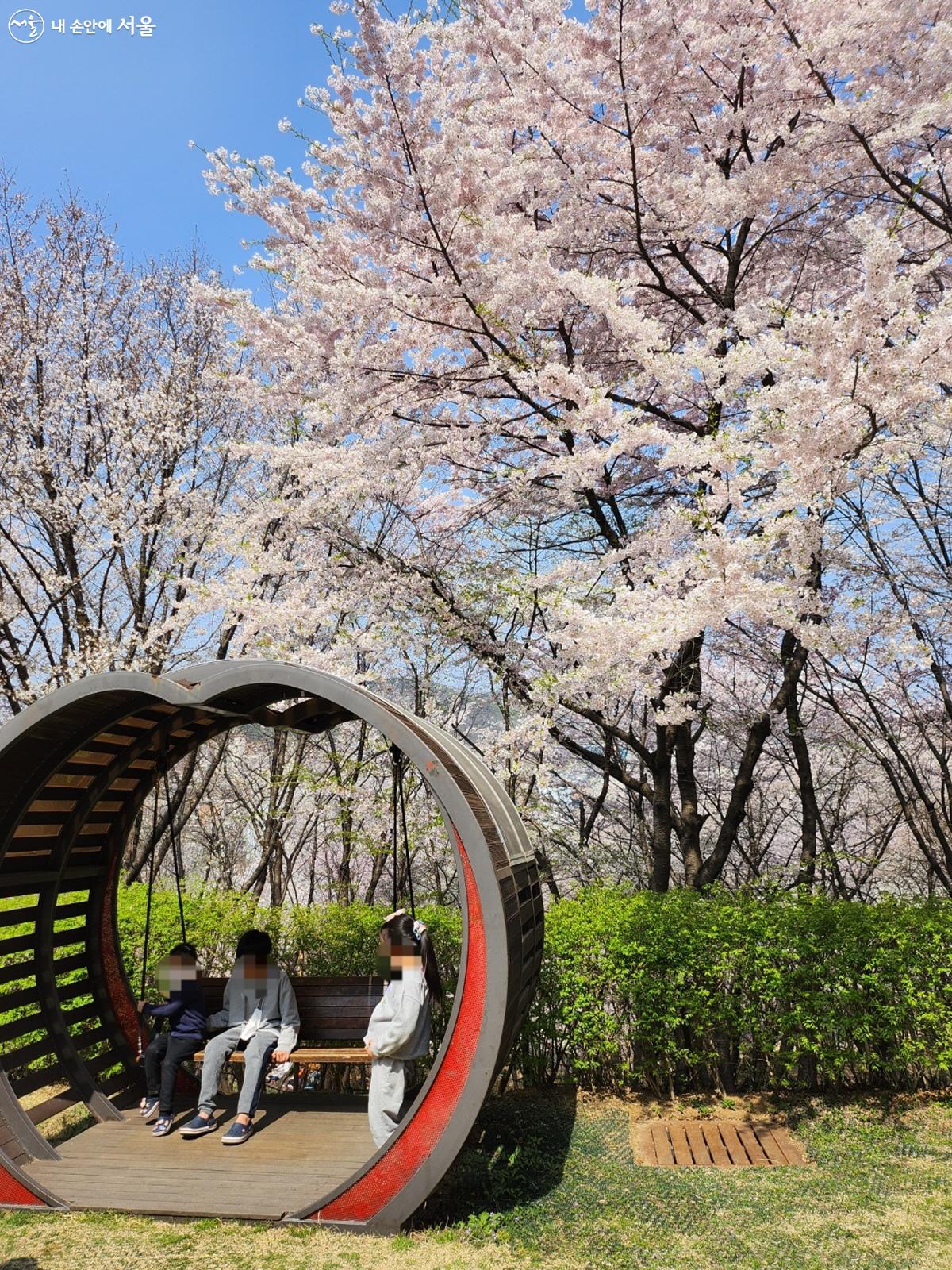 잔디마당의 그네 의자에 앉아 벚꽃을 즐기는 아이들 ©김정원
