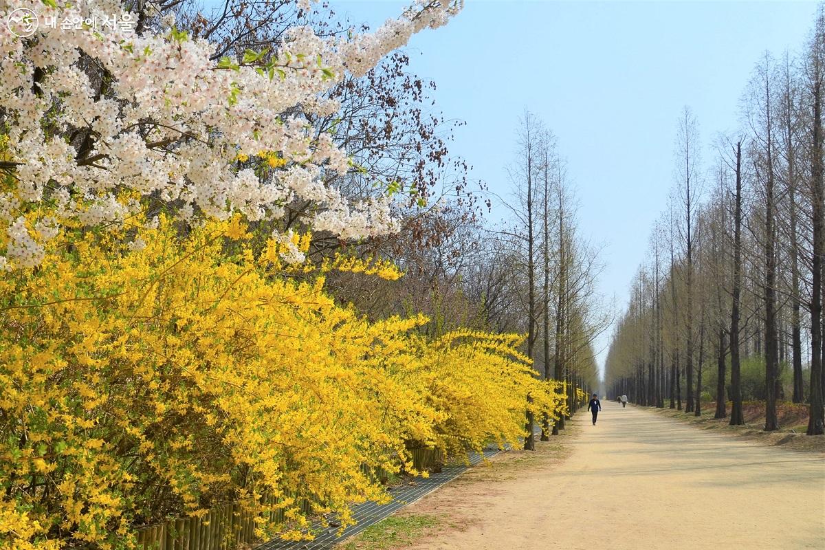 산책로 옆으로 하얀 벚꽃 잎이 봄바람에 흩날리고 갓 피어난 노란 개나리가 방실방실 춤을 춘다. ©이봉덕