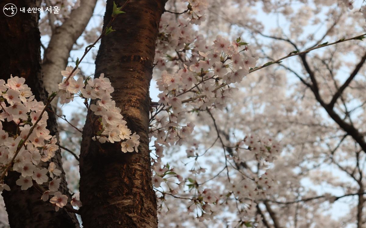 벚꽃이 만개한 지금, 비로소 봄이 왔음을 느낀다. ⓒ심재혁