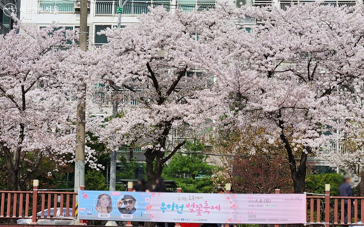 봄과 벚꽃이 어우러진 도봉구의 우이천 벚꽃축제 ©김미선