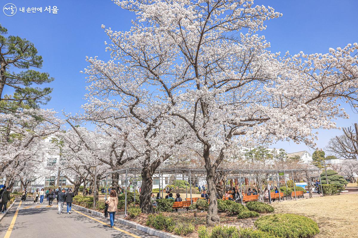 정독도서관 길을 따라 이어진 벚꽃 산책로 ©박우영