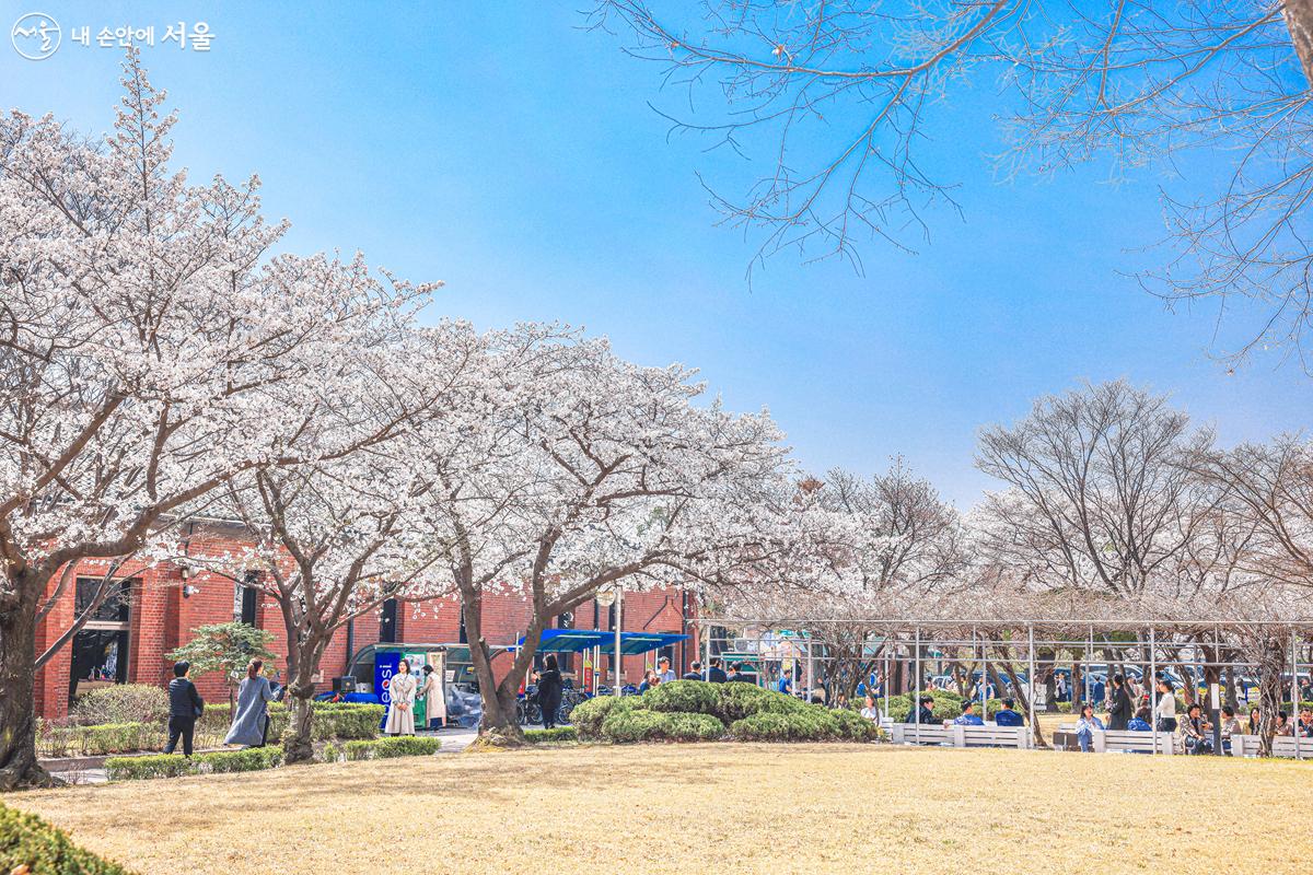 도서관 마당 둘레를 따라 만개한 벚꽃나무들이 줄지어 있다. ©박우영