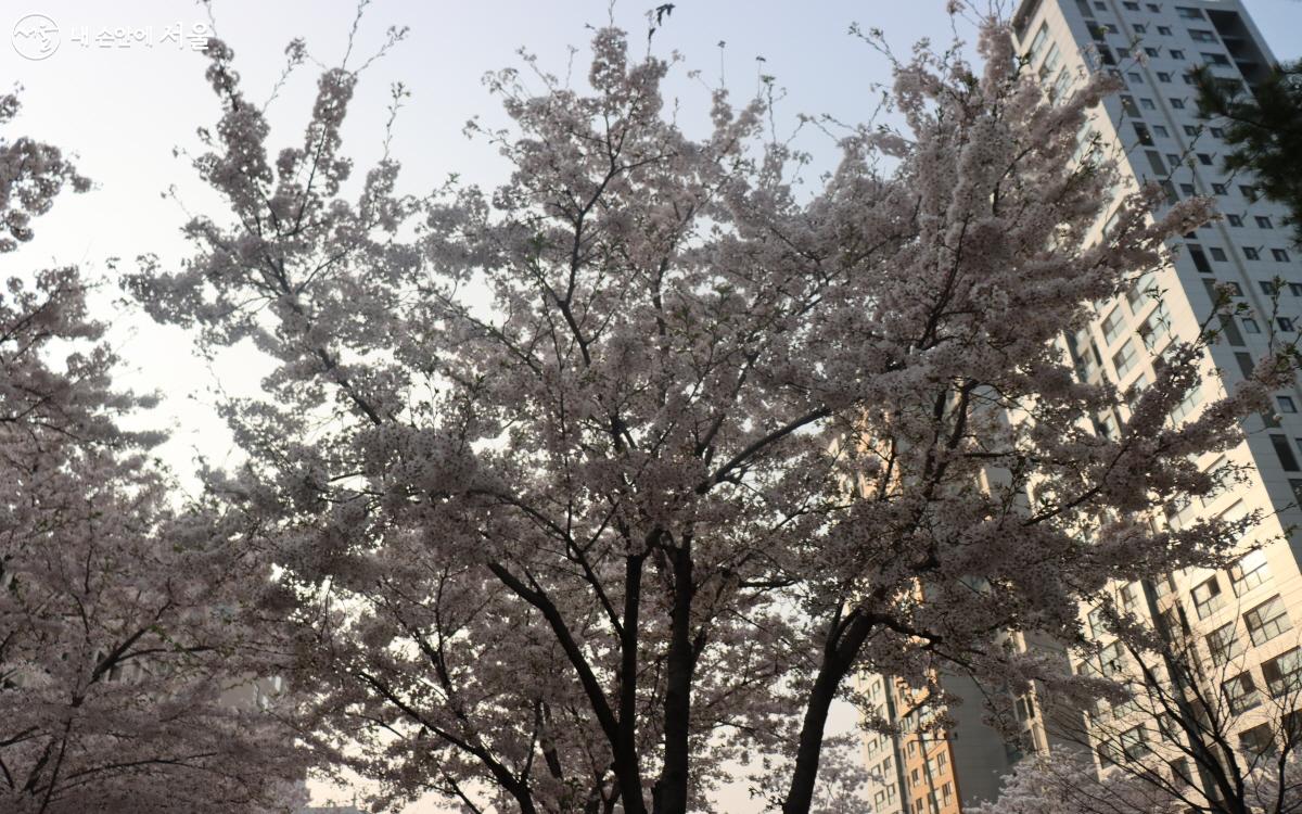 벚꽃이 만개해 서울 곳곳에서 봄꽃 여행을 즐길 수 있다. ⓒ심재혁
