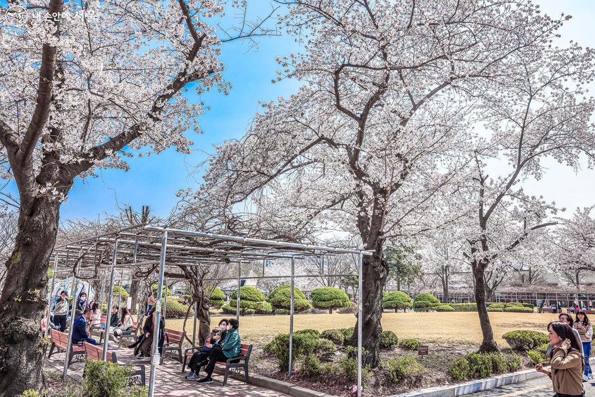 벚꽃나무 아래에는 야외 벤치들이 마련되어 있어, 잠시 쉬거나 여유롭게 책을 읽기 좋다. ©박우영