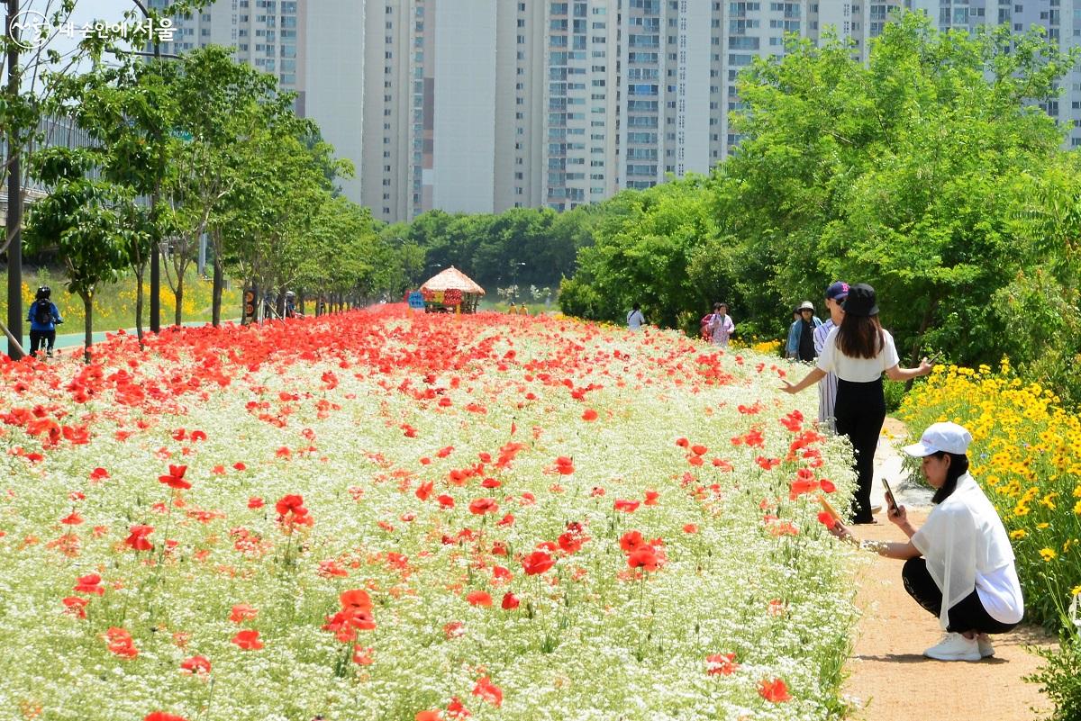 하얀 안개꽃 사이로 마냥 피어오른 빨강, 분홍, 하양 꽃양귀비 꽃밭에서 인증 사진을 남기며 즐거운 여가를 보내고 있는 시민들 ©이봉덕