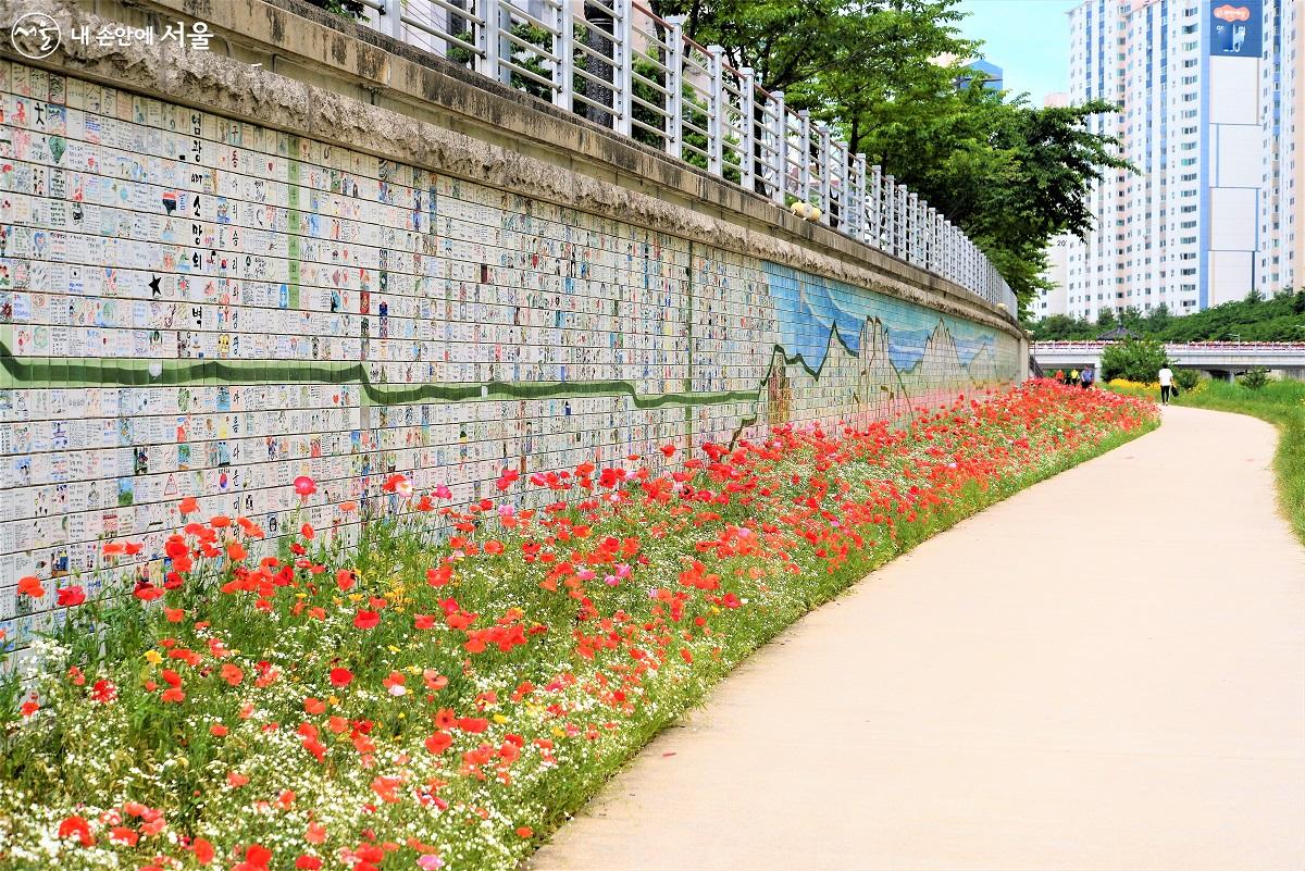 당현천 벽화를 배경으로 조성된 꽃양귀비 꽃밭 풍경은 그대로 예술작품이다. ©이봉덕