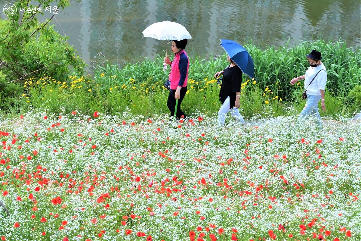 시원한 강변 따라 삼삼오오 짝을 지어 화사한 꽃길을 걷고 있는 시민들 ©이봉덕