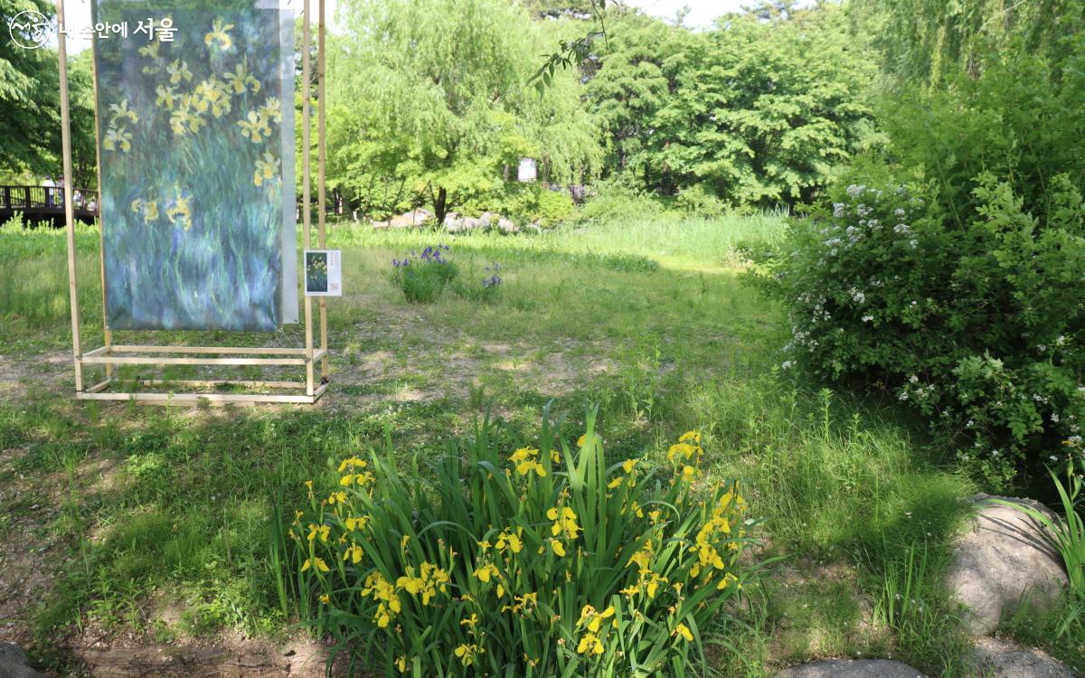  모네의 ‘노란붓꽃(Claude Monet Yellow Lrises)’과 서울창포원 ⓒ심재혁