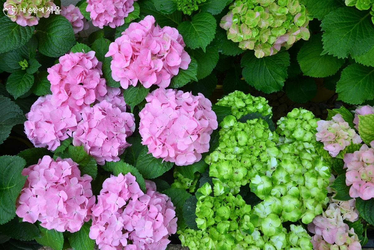 수국 품종에 따라 녹색으로 피어서 핑크, 보라, 청색으로 변해가는 꽃을 볼 수 있어서, 피어있는 내내 다양한 아름다움을 즐길 수 있다. ©이봉덕
