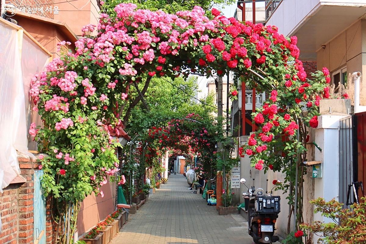 1997년부터 마을 주민들이 자그마한 골목을 장미꽃으로 예쁘게 꾸며 놓은 천호 장미마을 ⓒ정향선