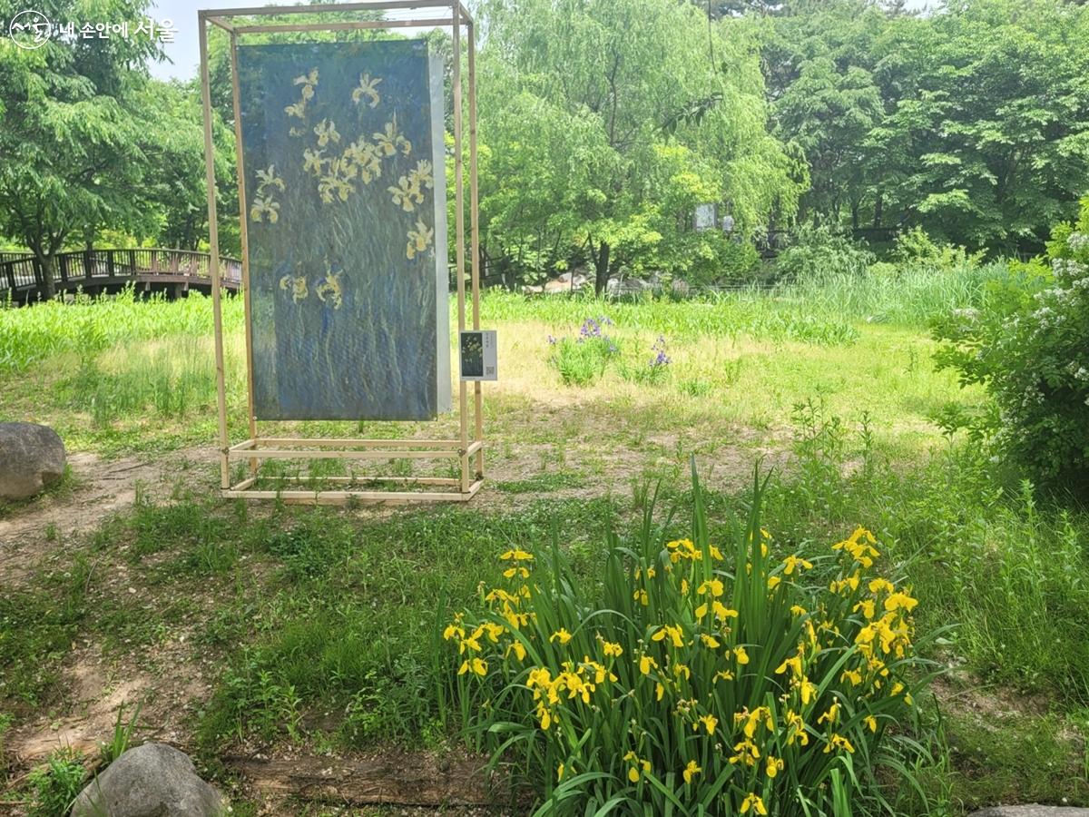 습지에 피어난 노랑꽃창포 앞에서 클로드 모네의 '노랑꽃창포'를 감상했다. ⓒ강사랑