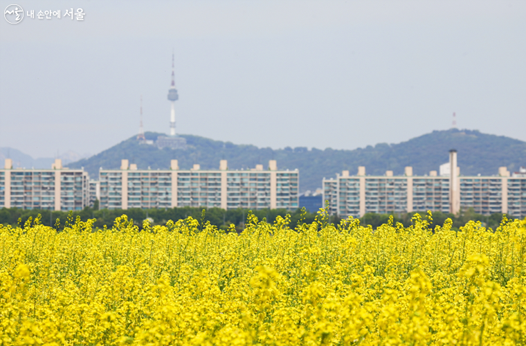 매년 5월이면 반포한강공원 서래섬은 노란 유채꽃으로 뒤덮여 서울의 봄꽃 명소로 꼽힌다.