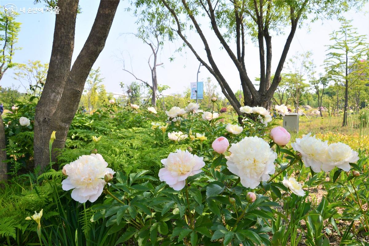 각각의 식물이 품고 있는 이야기가 있는 주제정원엔 아름다운 봄 꽃이 가득하다. ©이봉덕