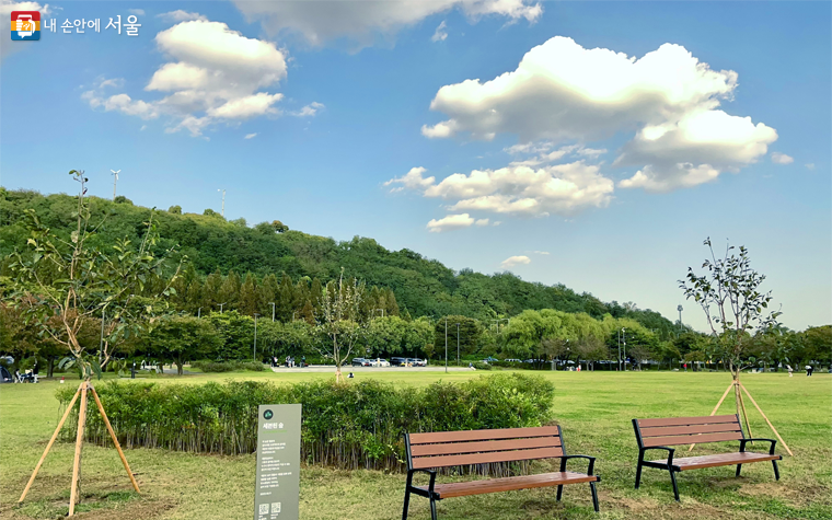 마포구 난지한강공원에 K-POP 그룹 세븐틴의 이름을 딴 스타숲이 조성된다