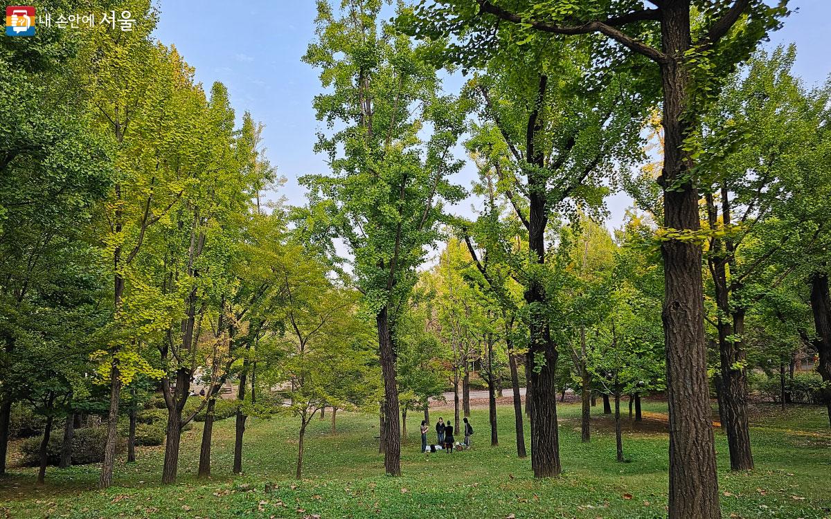 놀이공원 근방에 있는 은행나무숲 ⓒ홍혜수