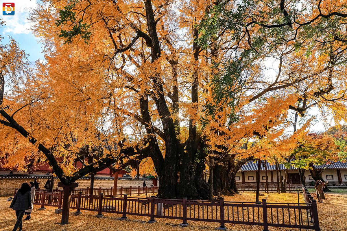 명륜당 앞뜰에 심겨진 천연기념물 제59호로 지정된 '서울문묘은행나무'가 보인다. ⓒ박우영